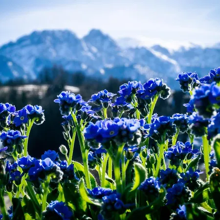 Frühstückspension Maciejka, Odkryj-zakopane
