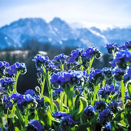 Maciejka, Odkryj-zakopane